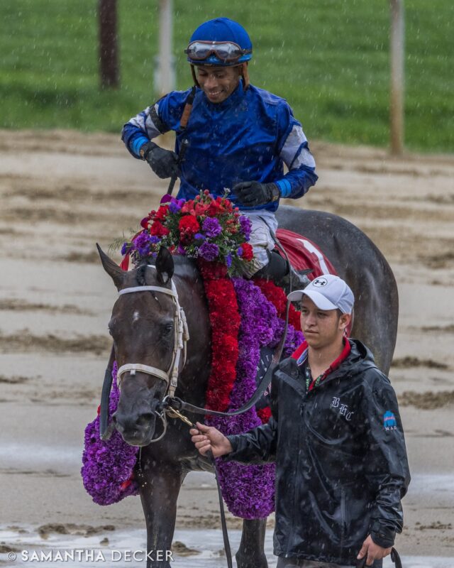 Champion two-year-old filly Immersive makes her three-year-old debut today in the Monomoy Girl Stakes at @churchilldowns.  She is thus far undefeated in four starts, three of them Grade Is.

Shot for the @saratoga_special 

© Samantha Decker.  All rights reserved.  Permission must be obtained for reuse.
.
.
.
.
.
#iloveny #ilovenewyork #upstateny #upstatenewyork #thisisuspstate #newyorkonly #newyorksbackyard #saratogacounty #ilovesaratoga #saratoga #saratogasprings #saratogaspringsny #discoversaratoga #canon #canonphotography #teamcanon #horsesofinstagram #thoroughbredsofinstagram #saratogaracetrack #saratogaracecourse