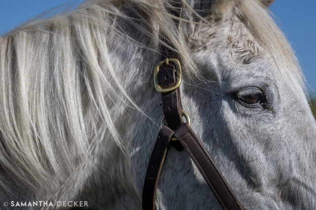 At age 31, @oldfriendsequine resident Silver Charm is the oldest living @kentuckyderby winner, having taken the 1997 edition of the Run for the Roses.  He is also the last surviving Derby winner of the 20th century and the oldest living winner of any Triple Crown race (according to Wikipedia).

© Samantha Decker.  All rights reserved.  Permission must be obtained for reuse.
.
.
.
.
.
#canon #canonphotography #teamcanon #horsesofinstagram #thoroughbredsofinstagram #visitkentucky #kentucky #travelkentucky #visithorsecountry #kentuckyderby