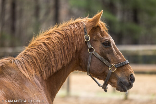 Happy opening day of the 2025 @belmontstakes Racing Festival!  Today is all about the New York breds.  One of the stakes today is the Commentator, for three-year-olds and up, going 1 1/18 miles on the dirt.  The race is named for the only living two-time Whitney winner, who now resides at @oldfriendsatcabincreek.  Stop by and see Tator Friday and Saturday from 9-1!

© Samantha Decker.  All rights reserved.  Permission must be obtained for reuse.
.
.
.
.
.
#iloveny #ilovenewyork #upstateny #upstatenewyork #thisisuspstate #newyorkonly #newyorksbackyard #saratogacounty #ilovesaratoga #saratoga #discoversaratoga #canon #canonphotography #teamcanon #horsesofinstagram #thoroughbredsofinstagram