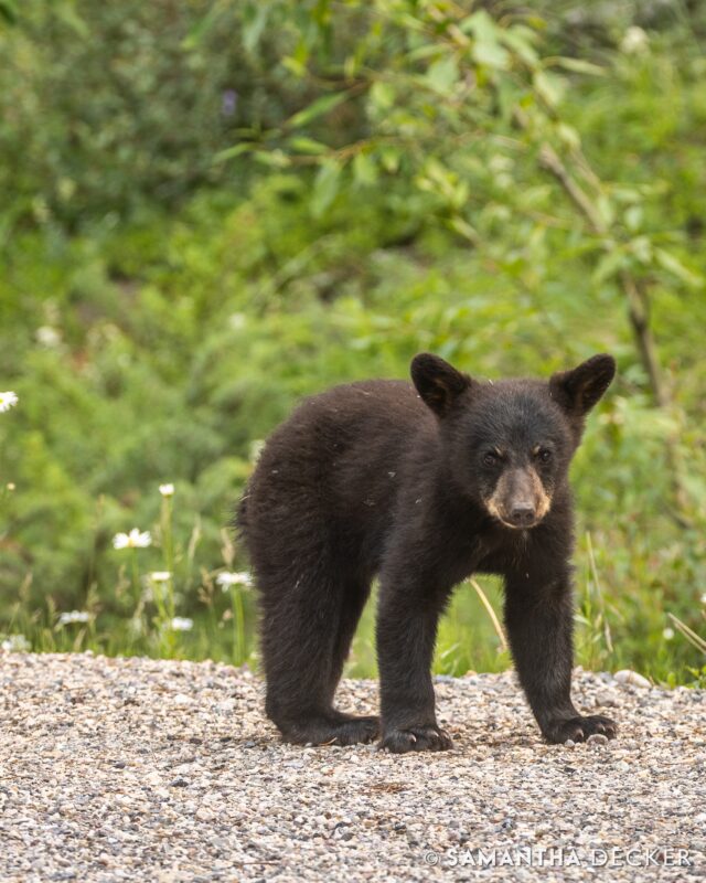 A young bear cub on the side of the road along the Icefields Parkway in Alberta's Jasper National Park.

© Samantha Decker.  All rights reserved.  Permission must be obtained for reuse.
.
.
.
.
.
#travel #travelphotography #canon #canonphotography #teamcanon #shotoncanon #canada #ocanada #tourcanada #visitcanada #travelcanada #imagesofcanada #canadasworld #parkscanada #canadianrockies #rockymountains #travelalberta #alberta #visitalberta #tourismalberta #petapixel #jaspernationalpark #icefieldsparkway