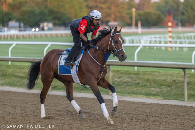 2024 @kentuckyderby winner Mystik Dan is entered in the Lake Ouachita Stakes at @oaklawnhotsprings on Saturday.  The Kenny McPeek trainee will face seven rivals in the 1 1/16-mile test on the dirt.

© Samantha Decker.  All rights reserved.  Permission must be obtained for reuse.
.
.
.
.
.
#iloveny #ilovenewyork #upstateny #upstatenewyork #thisisuspstate #newyorkonly #newyorksbackyard #saratogacounty #ilovesaratoga #saratoga #saratogasprings #saratogaspringsny #discoversaratoga #canon #canonphotography #teamcanon #horsesofinstagram #thoroughbredsofinstagram #oklahomatrainingtrack