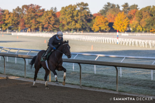A few looks at @kentuckyderby winner Sovereignty at Saratoga last year

Some images shot for the @saratoga_special 

© Samantha Decker.  All rights reserved.  Permission must be obtained for reuse.
.
.
.
.
.
#iloveny #ilovenewyork #upstateny #upstatenewyork #thisisuspstate #newyorkonly #newyorksbackyard #saratogacounty #ilovesaratoga #saratoga #saratogasprings #saratogaspringsny #discoversaratoga #canon #canonphotography #teamcanon #horsesofinstagram #thoroughbredsofinstagram #saratogaracetrack #saratogaracecourse #kentuckyderby