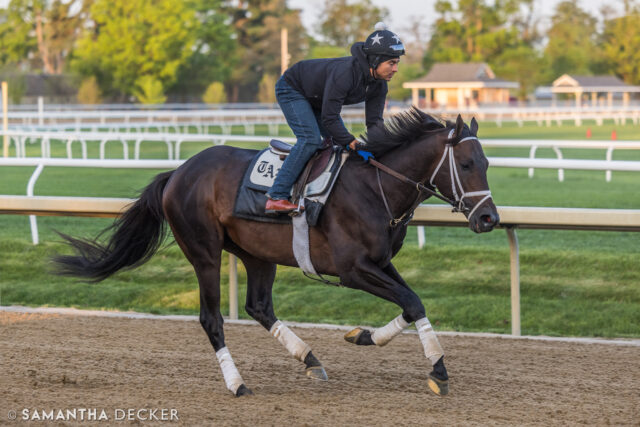 It was announces yesterday that Grade I winner Mindframe will stand at @claibornefarm upon retirement.

© Samantha Decker.  All rights reserved.  Permission must be obtained for reuse.
.
.
.
.
.
#iloveny #ilovenewyork #upstateny #upstatenewyork #thisisuspstate #newyorkonly #newyorksbackyard #saratogacounty #ilovesaratoga #saratoga #saratogasprings #saratogaspringsny #discoversaratoga #canon #canonphotography #teamcanon #horsesofinstagram #thoroughbredsofinstagram #oklahomatrainingtrack