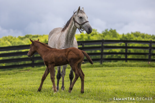 I photographed this Arabian Lion filly and her mom, Heavenly Score, at @thirtyyearfarm in Saratoga yesterday!

© Samantha Decker.  All rights reserved.  Permission must be obtained for reuse.
.
.
.
.
.
#iloveny #ilovenewyork #upstateny #upstatenewyork #thisisuspstate #newyorkonly #newyorksbackyard #saratogacounty #ilovesaratoga #saratoga #saratogasprings #saratogaspringsny #discoversaratoga #canon #canonphotography #teamcanon #horsesofinstagram #thoroughbredsofinstagram