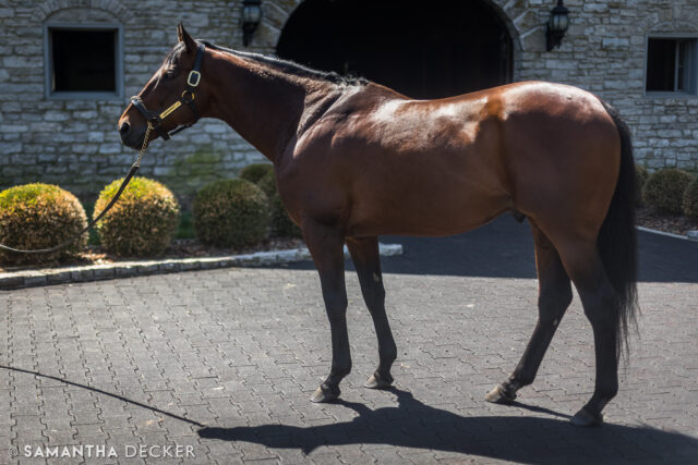 10 years ago, American Pharoah took the Run for the Roses on his journey to win the Triple Crown.  This year he is represented in the @kentuckyderby by his sons Luxor Cafe and Publisher.

© Samantha Decker.  All rights reserved.  Permission must be obtained for reuse.
.
.
.
.
.
#canon #canonphotography #teamcanon #horsesofinstagram #thoroughbredsofinstagram #visitkentucky #kentucky #travelkentucky #visithorsecountry #triplecrown #kentuckyderby
