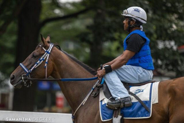 Onward and upward for this talented filly! ❤️

Shot for the @saratoga_special 

© Samantha Decker.  All rights reserved.  Permission must be obtained for reuse.
.
.
.
.
.
#iloveny #ilovenewyork #upstateny #upstatenewyork #thisisuspstate #newyorkonly #newyorksbackyard #saratogacounty #ilovesaratoga #saratoga #saratogasprings #saratogaspringsny #discoversaratoga #canon #canonphotography #teamcanon #horsesofinstagram #thoroughbredsofinstagram #saratogaracetrack #saratogaracecourse #thorpedoanna