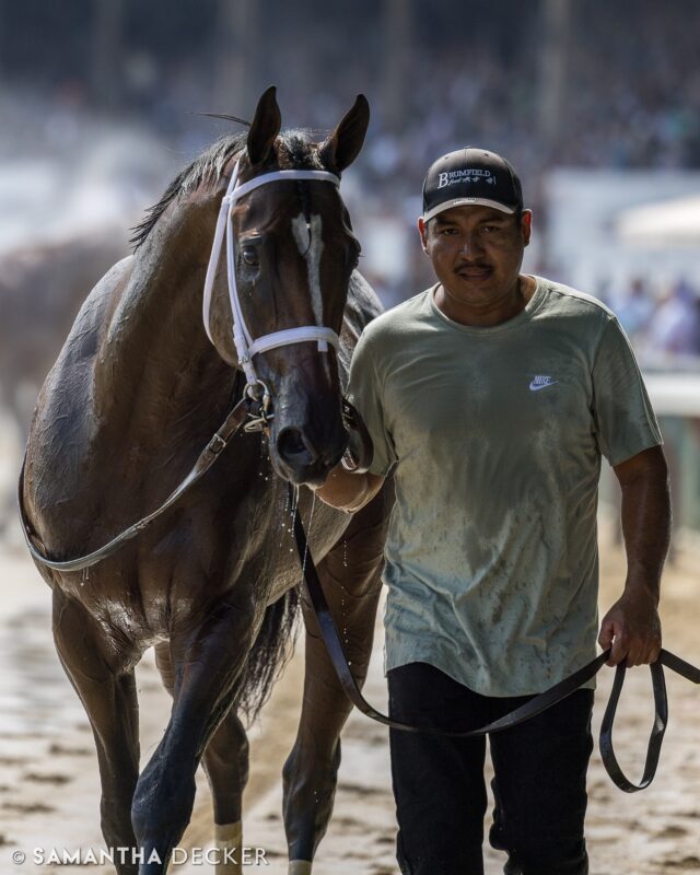 Uncaged makes his stakes debut in the Grade III Peter Pan Stakes at Belmont at the Big A on Saturday.  The Todd Pletcher broke his maiden first time out at Saratoga last summer.

© Samantha Decker.  All rights reserved.  Permission must be obtained for reuse.
.
.
.
.
.
#iloveny #ilovenewyork #upstateny #upstatenewyork #thisisuspstate #newyorkonly #newyorksbackyard #saratogacounty #ilovesaratoga #saratoga #saratogasprings #saratogaspringsny #discoversaratoga #canon #canonphotography #teamcanon #horsesofinstagram #thoroughbredsofinstagram #saratogaracetrack #saratogaracecourse