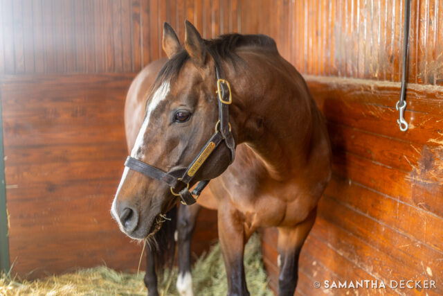 @spendthriftfarm Into Mischief has sired another @kentuckyderby winner with Sovereignty!  His previous winners were Authentic in 2020 and Mandaloun in 2021, and he is the grandsire of 2024 winner Mystik Dan.

© Samantha Decker.  All rights reserved.  Permission must be obtained for reuse.
.
.
.
.
.
#canon #canonphotography #teamcanon #horsesofinstagram #thoroughbredsofinstagram #visitkentucky #kentucky #travelkentucky #visithorsecountry #visitlex #kentuckyderby