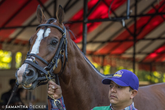 Happy retirement to GSW Pyrenees!

Shot for the @saratoga_special 

© Samantha Decker.  All rights reserved.  Permission must be obtained for reuse.
.
.
.
.
.
#iloveny #ilovenewyork #upstateny #upstatenewyork #thisisuspstate #newyorkonly #newyorksbackyard #saratogacounty #ilovesaratoga #saratoga #saratogasprings #saratogaspringsny #discoversaratoga #canon #canonphotography #teamcanon #horsesofinstagram #thoroughbredsofinstagram #saratogaracetrack #saratogaracecourse