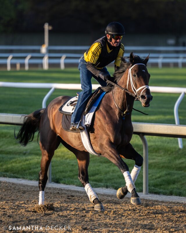 MG1SW Fierceness, undefeated at Saratoga, is headed for the Met Mile on Belmont Stakes day.  The Todd Pletcher trainee is pictured galloping over the Oklahoma Track earlier this month.

© Samantha Decker.  All rights reserved.  Permission must be obtained for reuse.
.
.
.
.
.
#iloveny #ilovenewyork #upstateny #upstatenewyork #thisisuspstate #newyorkonly #newyorksbackyard #saratogacounty #ilovesaratoga #saratoga #saratogasprings #saratogaspringsny #discoversaratoga #canon #canonphotography #teamcanon #horsesofinstagram #thoroughbredsofinstagram #oklahomatrainingtrack