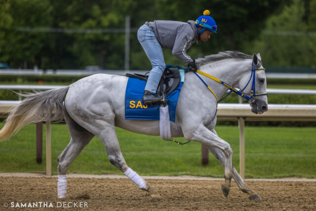 MG1SW White Abarrio has drawn post position 2 in the Met Mile on @belmontstakes day.  The Saffie Joseph trainee is approaching the $7 million mark in earnings.

Shot for the @saratoga_special 

© Samantha Decker.  All rights reserved.  Permission must be obtained for reuse.
.
.
.
.
.
#iloveny #ilovenewyork #upstateny #upstatenewyork #thisisuspstate #newyorkonly #newyorksbackyard #saratogacounty #ilovesaratoga #saratoga #saratogasprings #saratogaspringsny #discoversaratoga #canon #canonphotography #teamcanon #horsesofinstagram #thoroughbredsofinstagram #saratogaracetrack #saratogaracecourse
