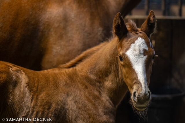 Check out the chrome on this Arcangelo filly out of Purecraziluck at Mahoney Eden Manor in Saratoga!

© Samantha Decker.  All rights reserved.  Permission must be obtained for reuse.
.
.
.
.
.
#iloveny #ilovenewyork #upstateny #upstatenewyork #thisisuspstate #newyorkonly #newyorksbackyard #saratogacounty #ilovesaratoga #saratoga #saratogasprings #saratogaspringsny #discoversaratoga #canon #canonphotography #teamcanon #horsesofinstagram #thoroughbredsofinstagram #nybreds