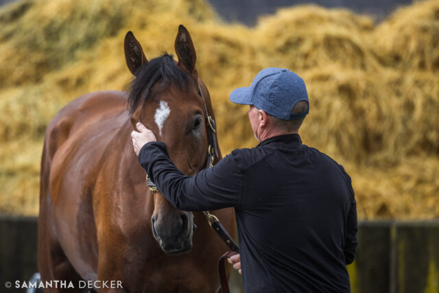 Pets for @preaknessstakes winner Journalism at Saratoga.

© Samantha Decker.  All rights reserved.  Permission must be obtained for reuse.
.
.
.
.
.
#iloveny #ilovenewyork #upstateny #upstatenewyork #thisisuspstate #newyorkonly #newyorksbackyard #saratogacounty #ilovesaratoga #saratoga #saratogasprings #saratogaspringsny #discoversaratoga #canon #canonphotography #teamcanon #horsesofinstagram #thoroughbredsofinstagram #oklahomatrainingtrack