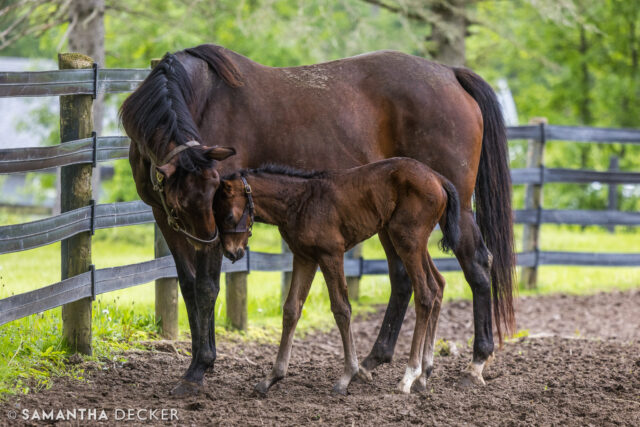 A quiet moment between C'est La Vie and her Epicenter filly at Mahoney Eden Manor, LLC in Saratoga.  She is the last of the foals born at the farm this year.

© Samantha Decker.  All rights reserved.  Permission must be obtained for reuse.
.
.
.
.
.
#iloveny #ilovenewyork #upstateny #upstatenewyork #thisisuspstate #newyorkonly #newyorksbackyard #saratogacounty #ilovesaratoga #saratoga #saratogasprings #saratogaspringsny #discoversaratoga #canon #canonphotography #teamcanon #horsesofinstagram #thoroughbredsofinstagram