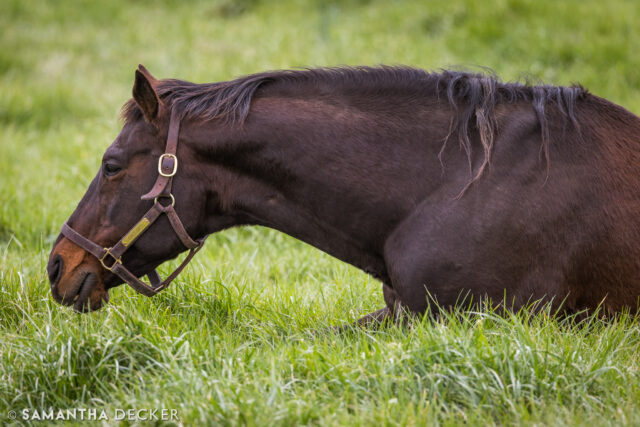 At age 31, 1997 @belmontstakes winner Touch Gold is the oldest living winner of the race.  He is best known for spoiling Silver Charm's bid for the Triple Crown, and today the two reside at @oldfriendsequine in Kentucky.

© Samantha Decker.  All rights reserved.  Permission must be obtained for reuse.
.
.
.
.
.
#canon #canonphotography #teamcanon #horsesofinstagram #thoroughbredsofinstagram #visitkentucky #kentucky #travelkentucky #visithorsecountry #belmontstakes