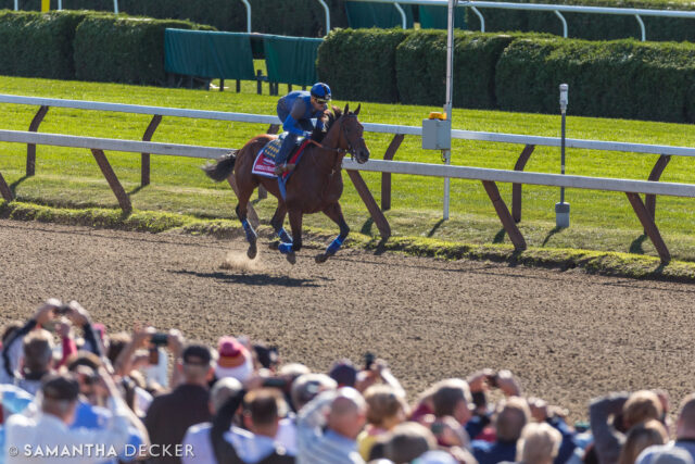 Everyone's been posting about it...10 years ago, American Pharoah was "finally the one!" After his Triple Crown victory, he came to the Spa to run in the Travers, where he was famously defeated by Keen Ice.  The day before, he galloped around the track for 30,000 fans.  Does anyone remember the hashtag #pharoahtoga?

© Samantha Decker.  All rights reserved.  Permission must be obtained for reuse.
.
.
.
.
.
#iloveny #ilovenewyork #upstateny #upstatenewyork #thisisuspstate #newyorkonly #newyorksbackyard #saratogacounty #ilovesaratoga #saratoga #saratogasprings #saratogaspringsny #discoversaratoga #canon #canonphotography #teamcanon #horsesofinstagram #thoroughbredsofinstagram #saratogaracetrack #saratogaracecourse #belmontstakes