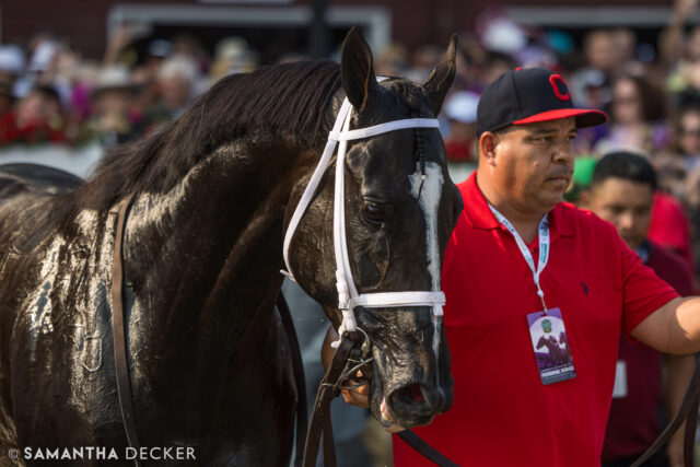 From yesterday:  A.P. Kid took an off the turf Pennine Ridge Stakes on the @belmontstakes undercard with John Velázquez onboard for trainer Todd Pletcher and owner Donegal Racing 

Shot for the @saratoga_special 

© Samantha Decker.  All rights reserved.  Permission must be obtained for reuse.
.
.
.
.
.
#iloveny #ilovenewyork #upstateny #upstatenewyork #thisisuspstate #newyorkonly #newyorksbackyard #saratogacounty #ilovesaratoga #saratoga #saratogasprings #saratogaspringsny #discoversaratoga #canon #canonphotography #teamcanon #horsesofinstagram #thoroughbredsofinstagram #saratogaracetrack #saratogaracecourse