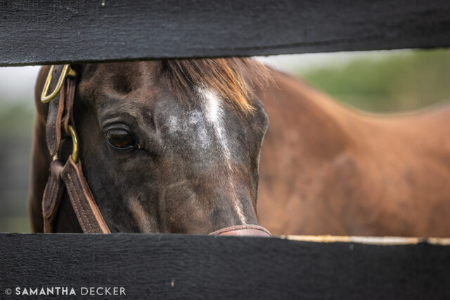 Playing hide and seek with Not This Time at @taylormadefarm_ in Nicholasville, Kentucky.

© Samantha Decker.  All rights reserved.  Permission must be obtained for reuse.
.
.
.
.
.
#canon #canonphotography #teamcanon #horsesofinstagram #thoroughbredsofinstagram #visitkentucky #kentucky #travelkentucky #visithorsecountry